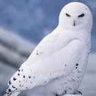 Our Game Yaima our game yaima