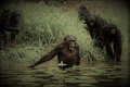 Los Bonobos image