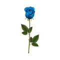 Blue Rose image