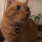 Ben thumbnail