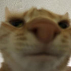aeiou thumbnail