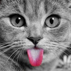 cafpow thumbnail