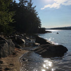 tall trees thumbnail