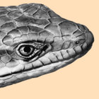 eReptile thumbnail