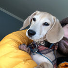 Eli thumbnail