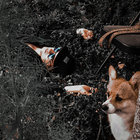 Bennycamps thumbnail