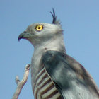 aviceda thumbnail