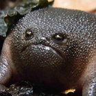 dzumka thumbnail