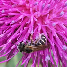 Acef Stripe thumbnail