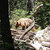 terrbear thumbnail