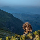 Liquored Pink thumbnail