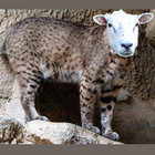 baaabcat thumbnail