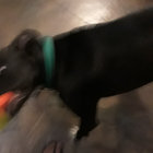 buttazz thumbnail