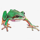 frogmania thumbnail