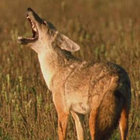 LaughingJackal thumbnail