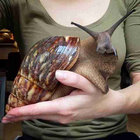 snailure21 thumbnail