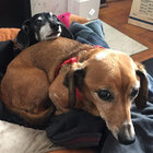 Sailor Dog thumbnail