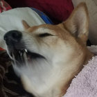 Dank-Kun thumbnail