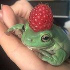Willy thumbnail
