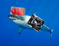 Thrasher Shark image