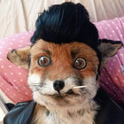greaserfox thumbnail