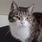 DjKattenkots thumbnail