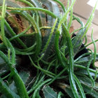 all_these_tentacles thumbnail