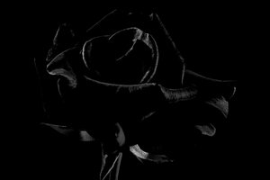 Music | Blackrose