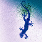 hoshi thumbnail