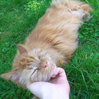 nosmore thumbnail