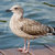 Laridae thumbnail