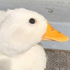 GroovyDuckling thumbnail