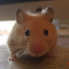 adamo_chan thumbnail