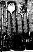 Ancient Shovel Records image