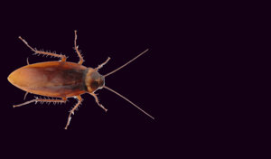 roach — Photo