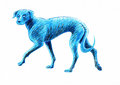 Blue Dog image