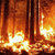 Forest Fire thumbnail