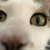 Christopher King thumbnail