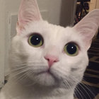 smtvash thumbnail