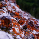 Taiga Dream thumbnail