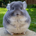 clorous thumbnail
