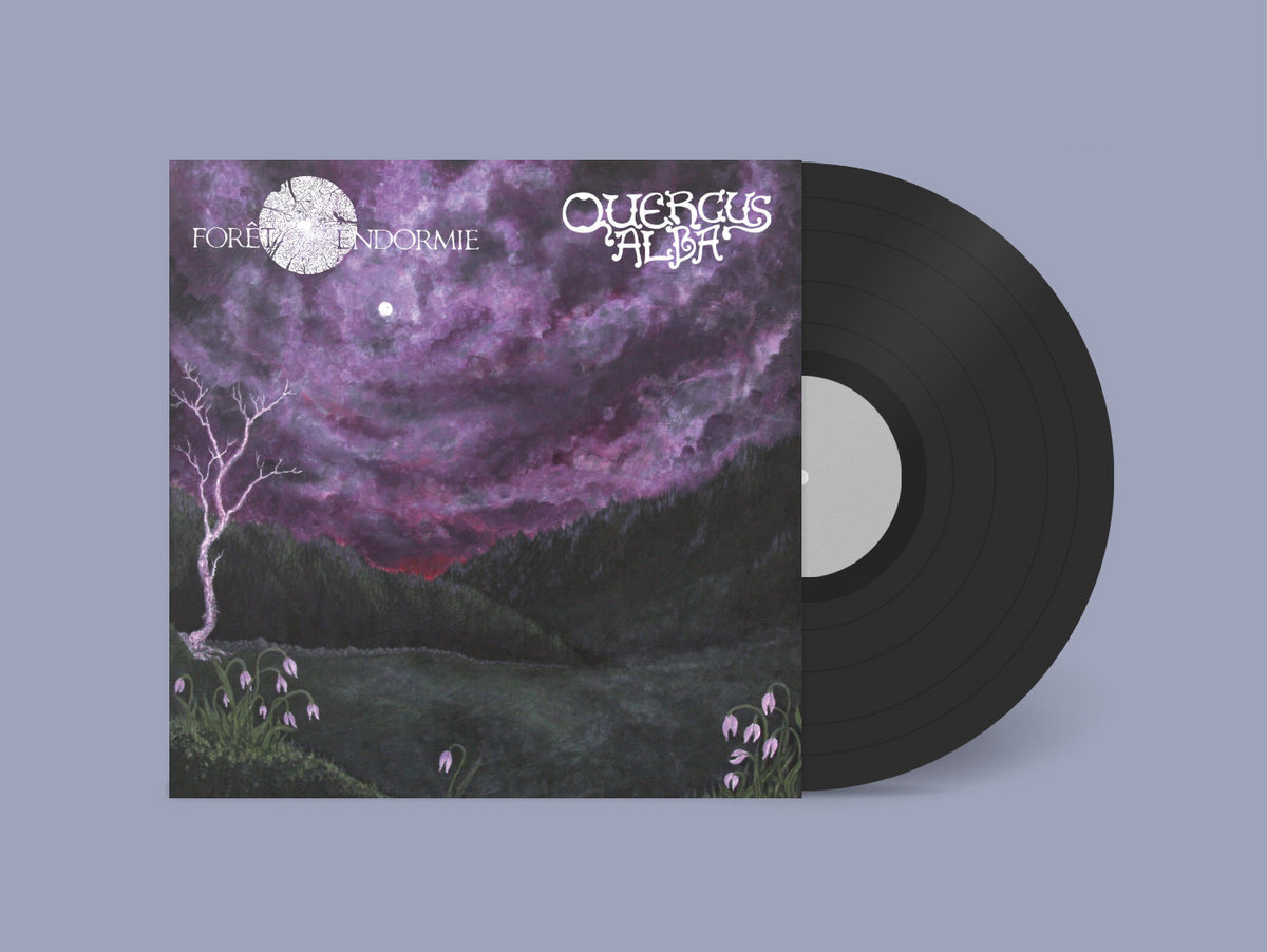 Forêt Endormie Quercus Alba Split Forêt Endormie