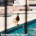 Barnacles image