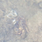 j0rm thumbnail