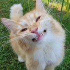 cattinaround thumbnail