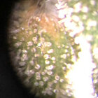 trichgen thumbnail