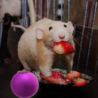 snack_rat thumbnail