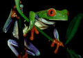 Sticky Frog Records image