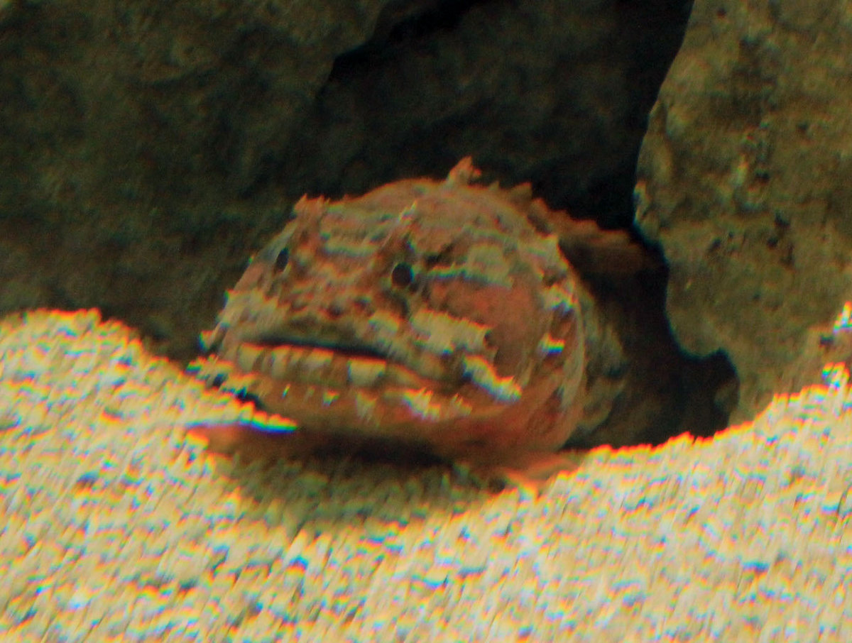 Texas Toadfish Pufferfish | Toadfish
