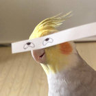 Alearius thumbnail